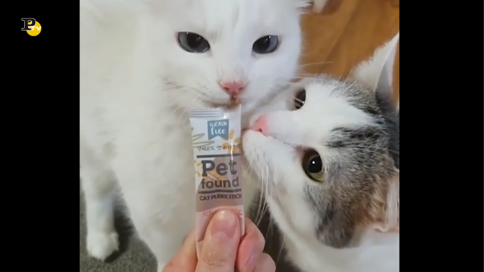 Video divertente di due gattini che mangiano