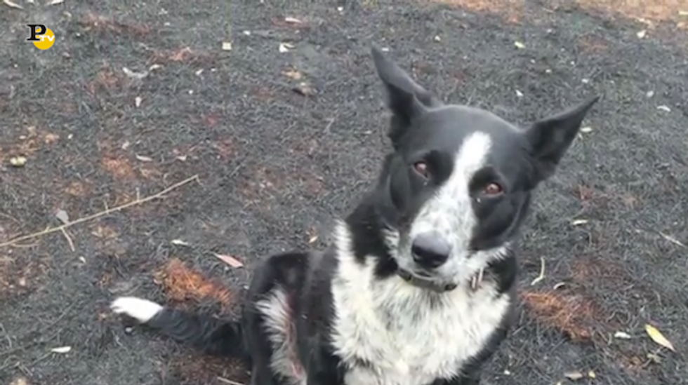 Incendi Australia: cane salva gregge di pecore da un muro di fuoco