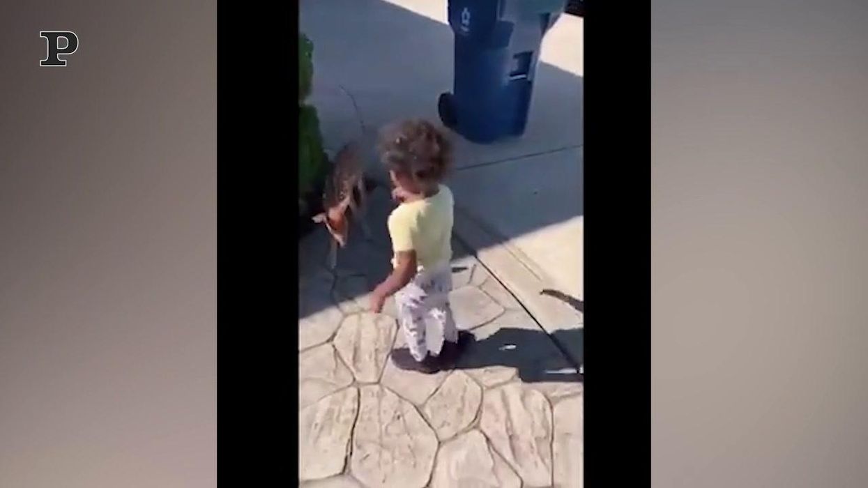 Incontro ravvicinato tra un cerbiatto ed un bambino | video