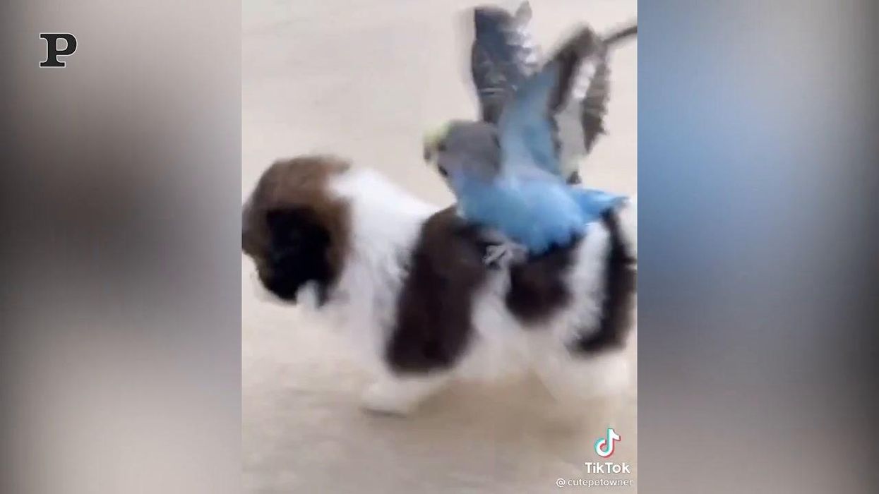 Incontro ravvicinato tra un cucciolo ed un pappagallo | video