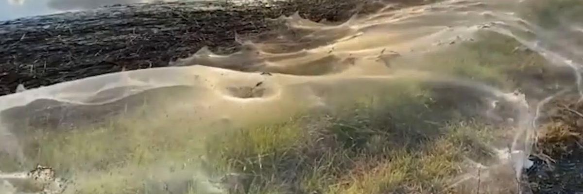 Invasione di ragni in Australia: chilometri di ragnatele ricoprono i campi | video