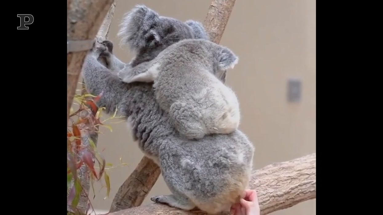 Massaggio di coppia in quarantena? Se sei una mamma koala puoi
