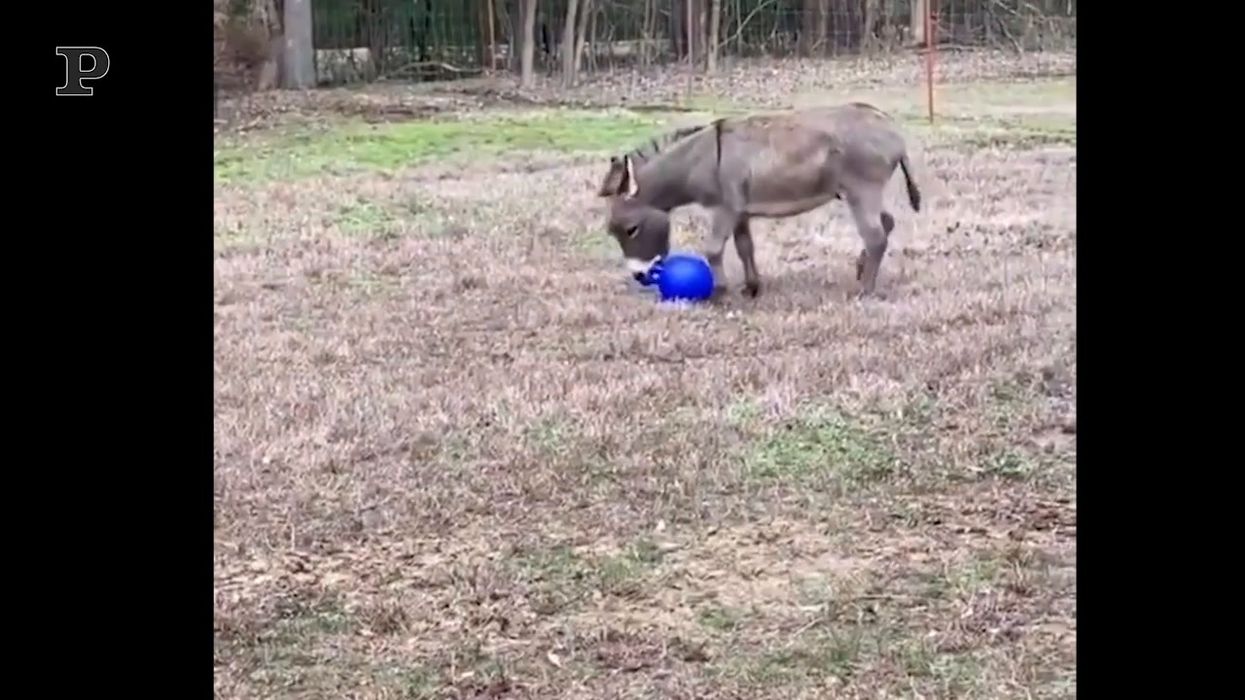 L'asinello gioca felice con la palla