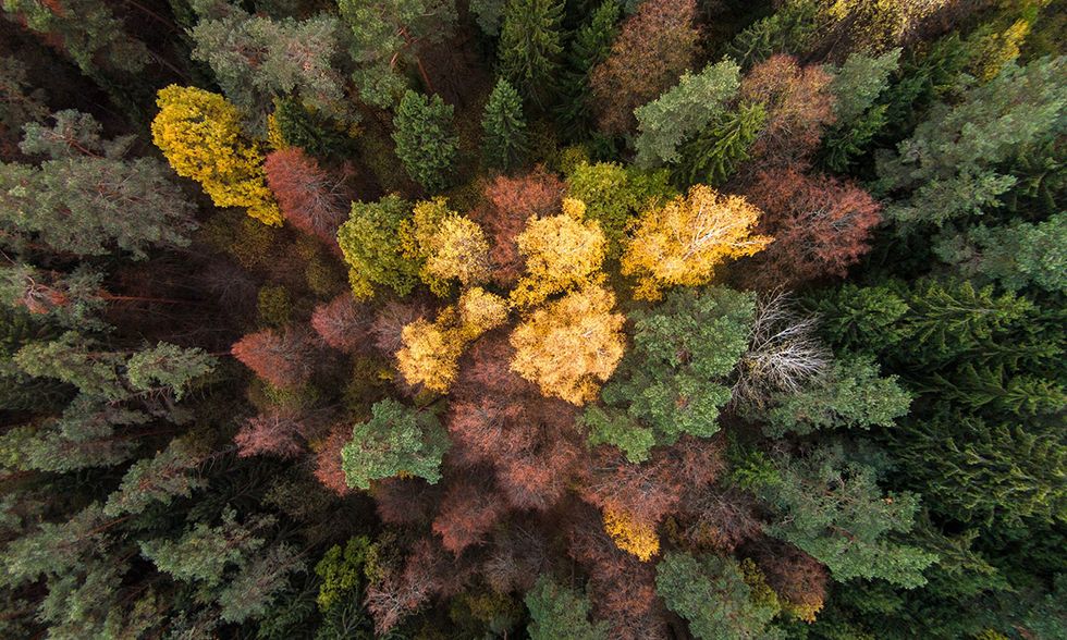 L'autunno in Lituania: foto con drone