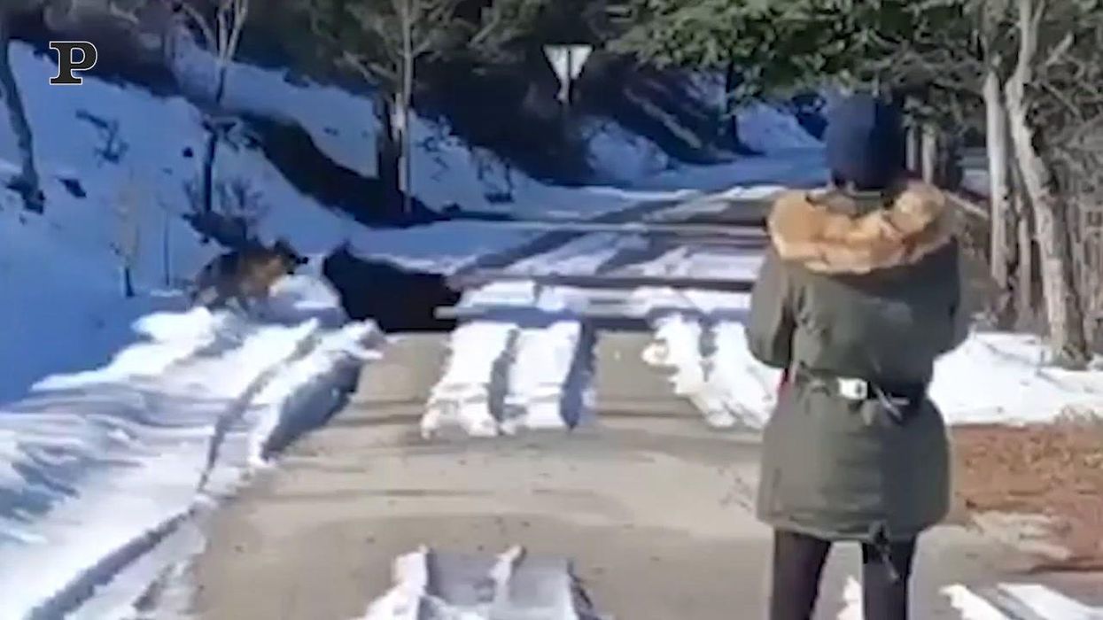 L'incontro tra un orso ed un cane diventa virale | Video