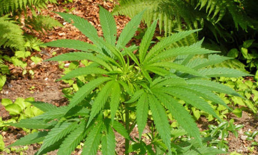 Legalizzazione della marijuana, 60 parlamentari per una proposta di legge