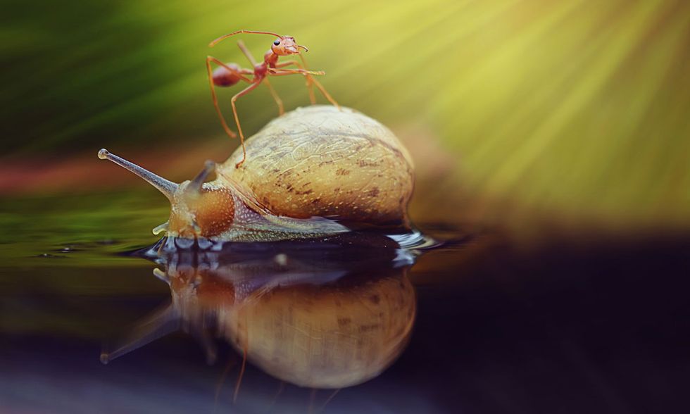 La lumaca e la formica tessitrice