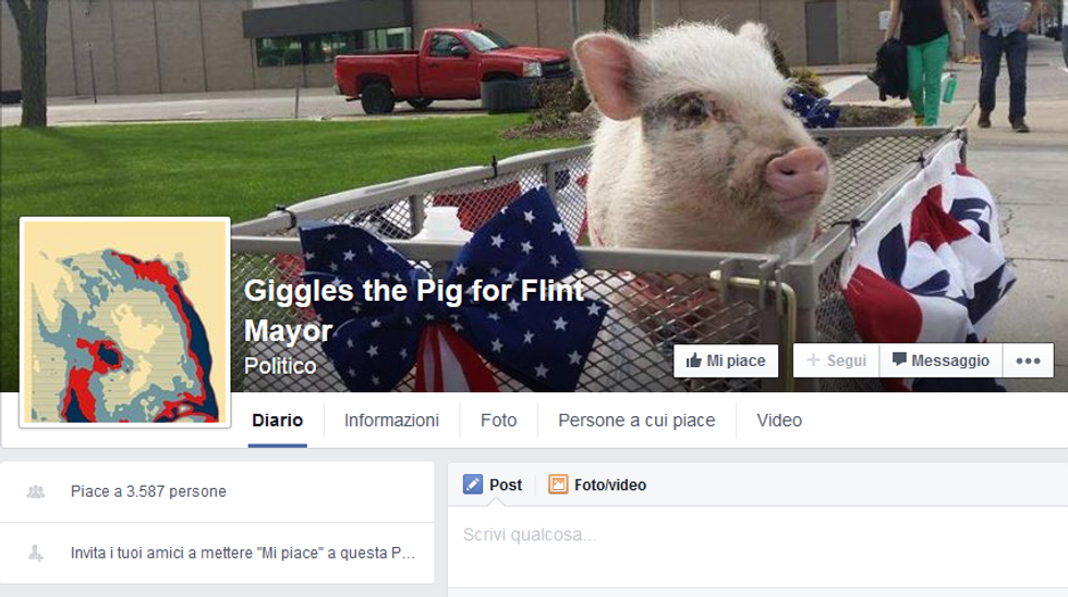 Giggles the Pig, la maialina candidata sindaco