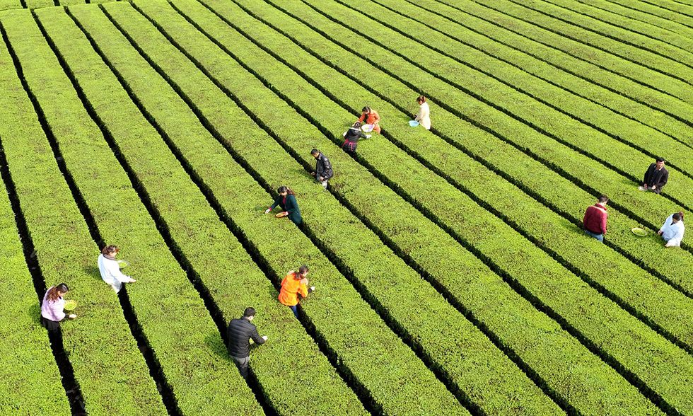 La raccolta del té nella provincia di Hubei, Cina