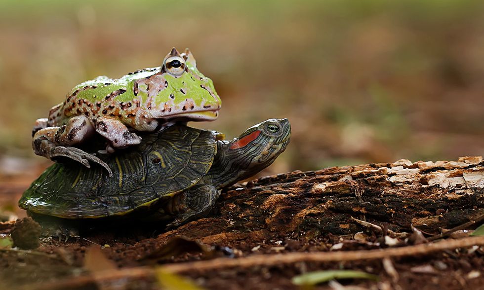 La rana cornuta e la tartaruga dalle orecchie rosse