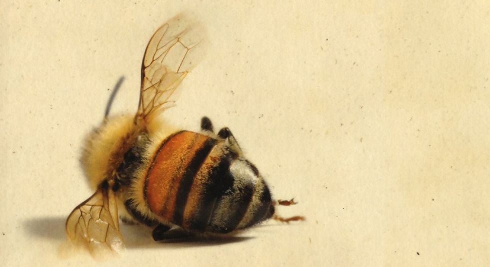 la-storia-delle-api-maja-lunde-marsilio