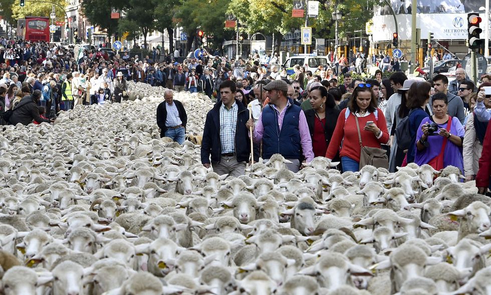 La transumanza delle pecore a Madrid