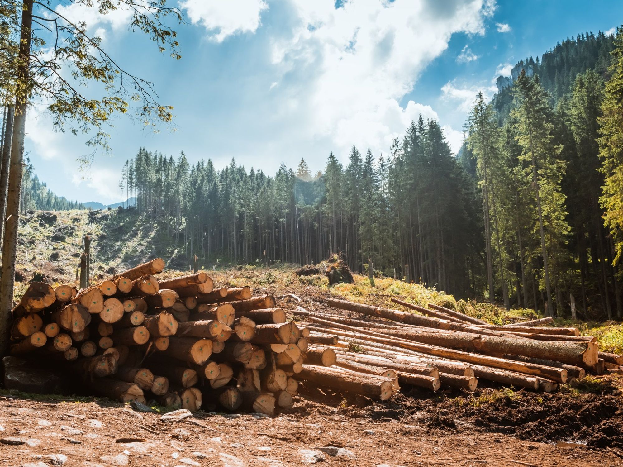 Italy and the United States bought timber from Russia for more than 1 billion euros, despite the sanctions