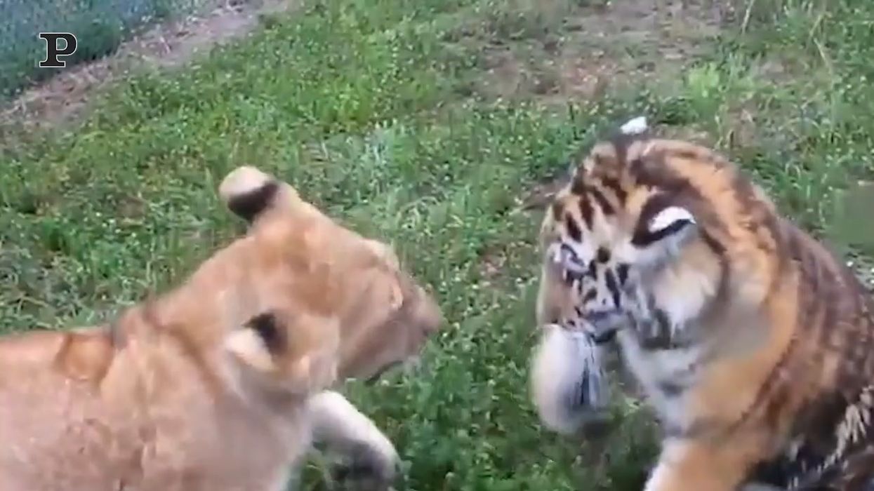 Leone contro tigre... baby