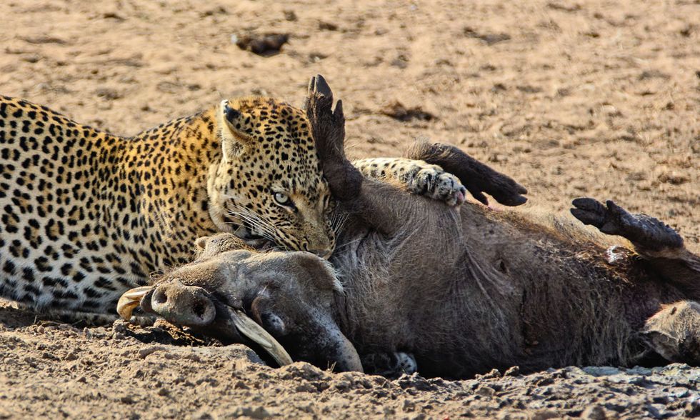 Leopardo all'attacco di un facocero