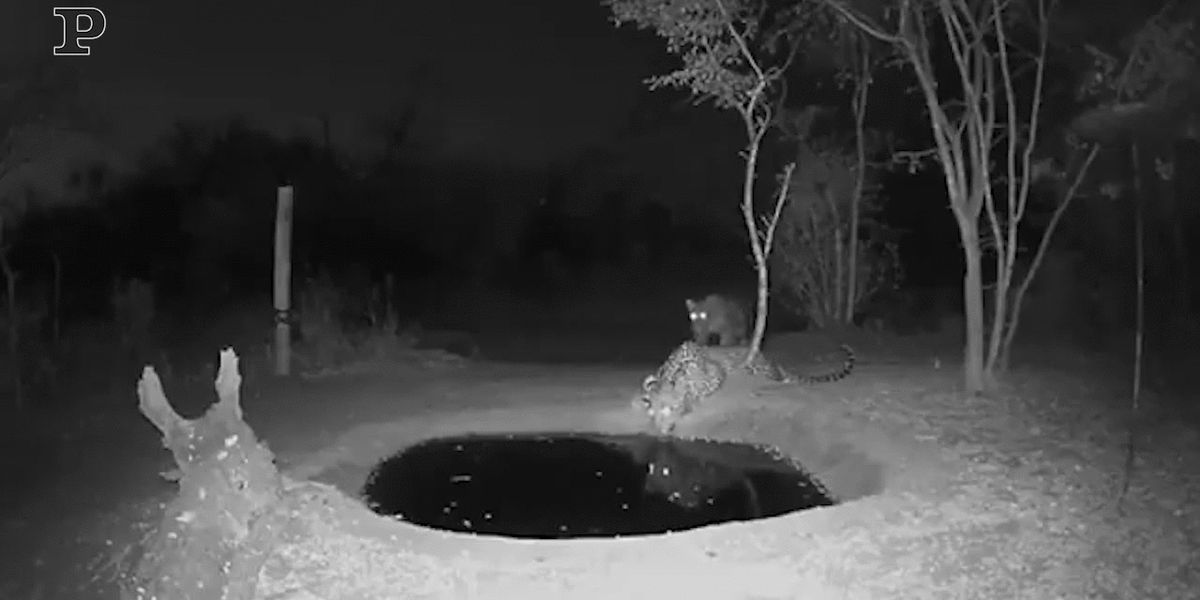 Sudafrica, lo spavento del leopardo sorpreso mentre beve