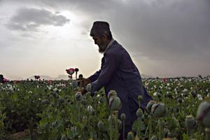 campo oppio afghanistan talebani