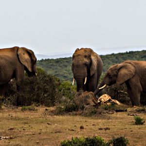 ​Elefanti