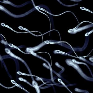 ​Spermatozoi