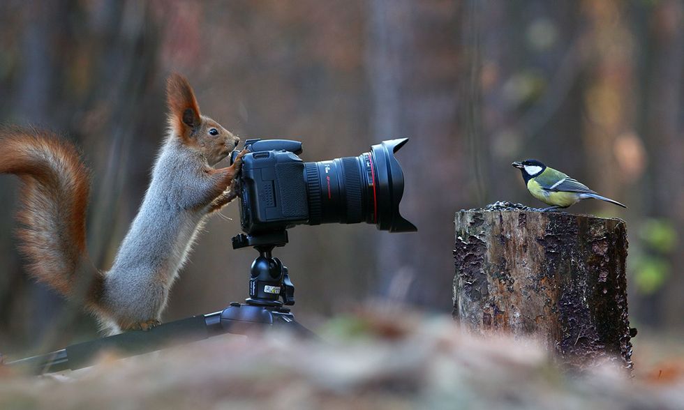 Lo scoiattolo fotografo