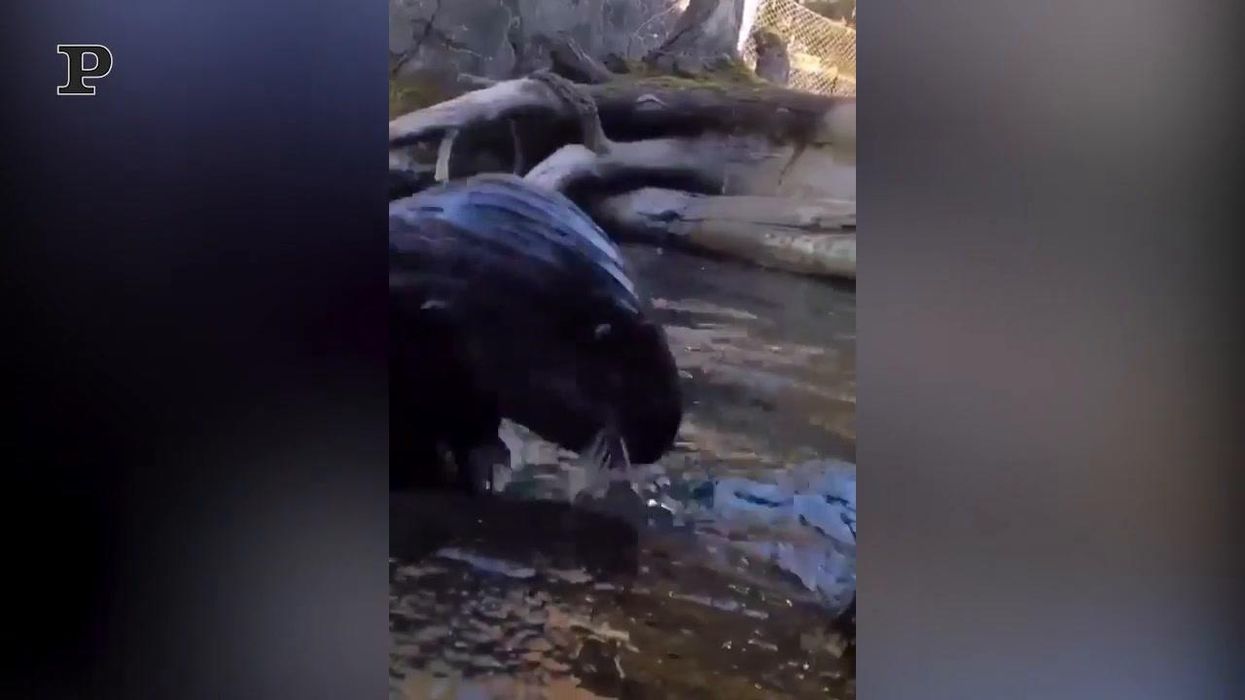 Lontra golosa tenta di aprire un'ostrica | video