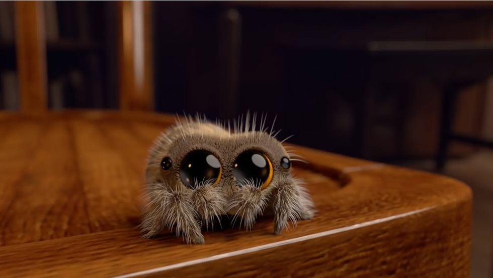 lucas ragno video virale occhioni animazione