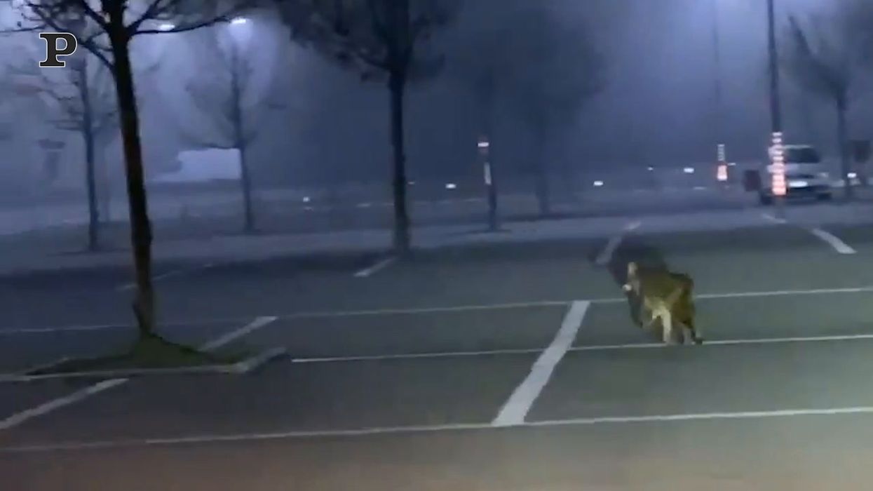 Lupo avvistato nel parcheggio della Barilla a Parma | video