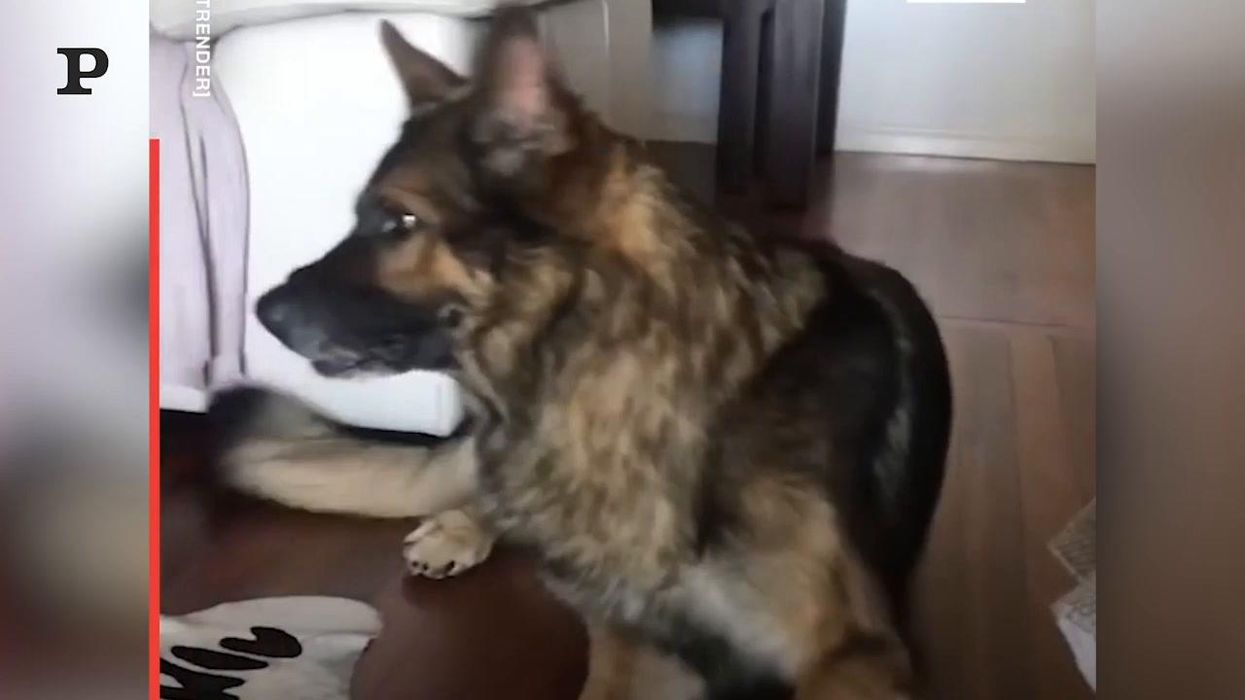 Cucciolo esuberante viene sgridato dalla mamma cane | video
