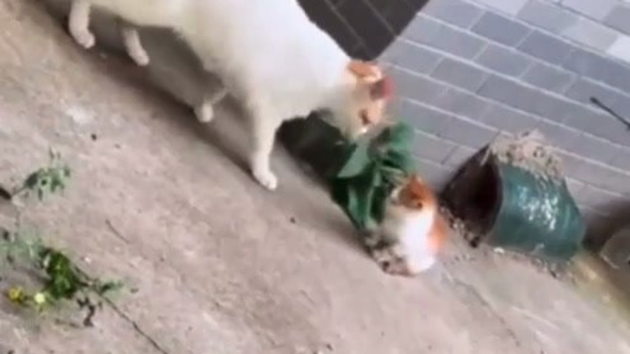 Mamma gatto sgrida il suo cucciolo perché si era perso | video