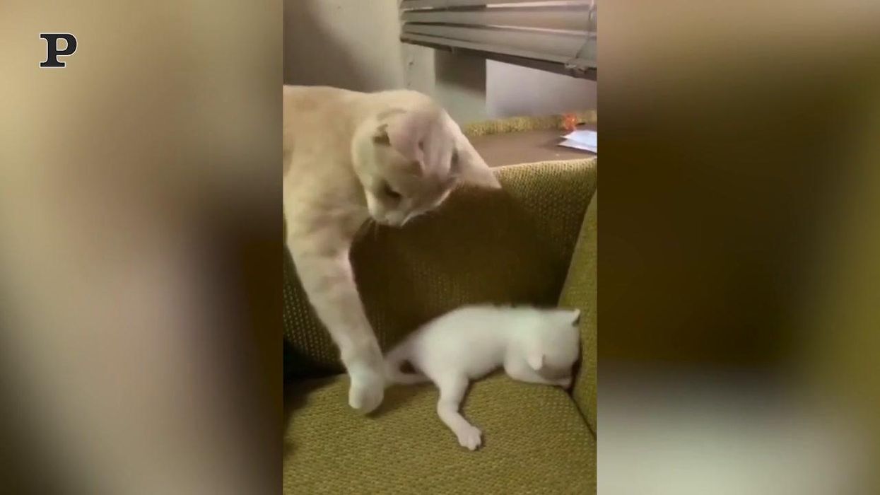 Mamma gatto si prende cura del suo piccolino | Video