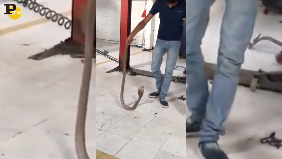 meccanico trova serpente cobra dentro auto video