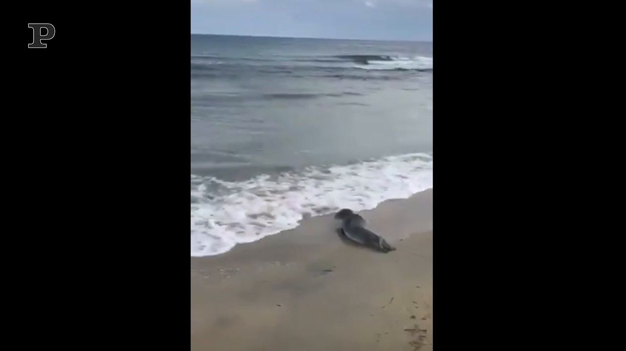 Morto il cucciolo di foca monaca trovato in Puglia