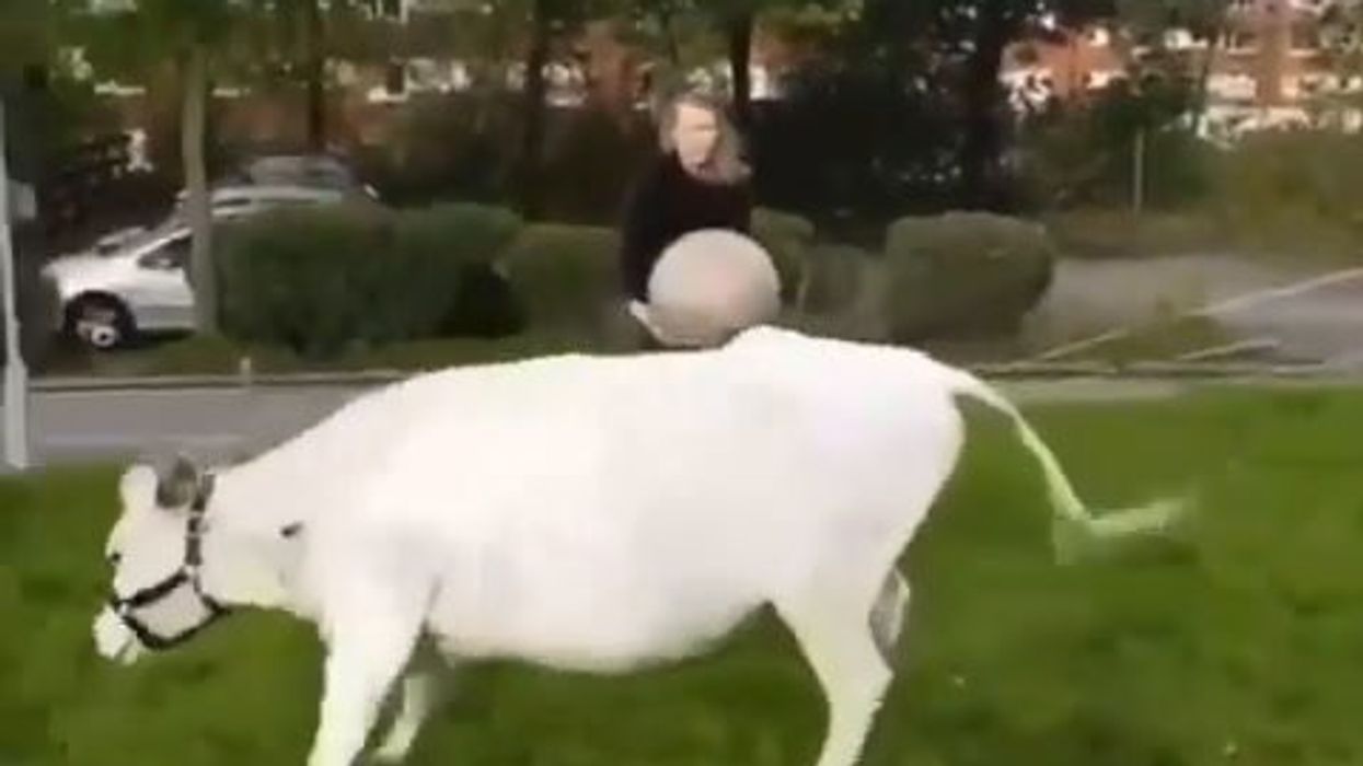 Mucca felice gioca instancabilmente a palla all'aria aperta | video