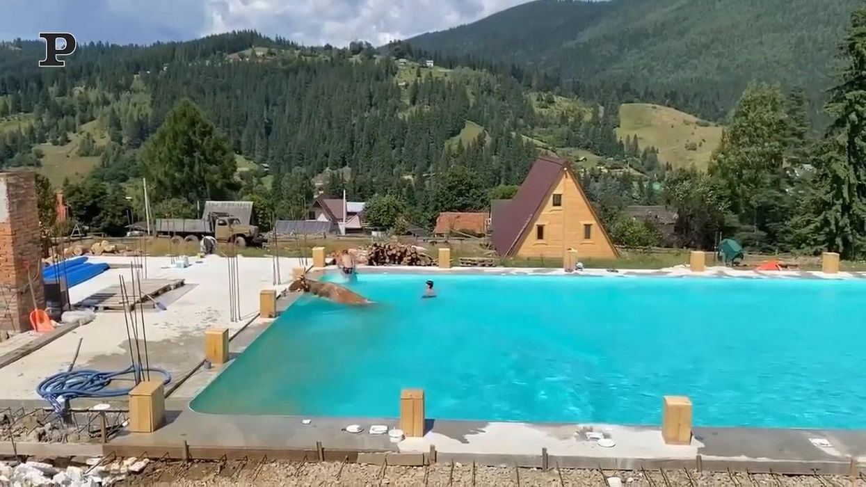 Mucca in fuga finisce in una piscina | video