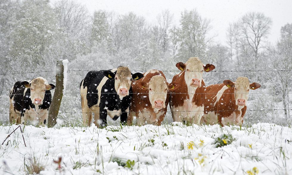 Mucche al pascolo in Germania