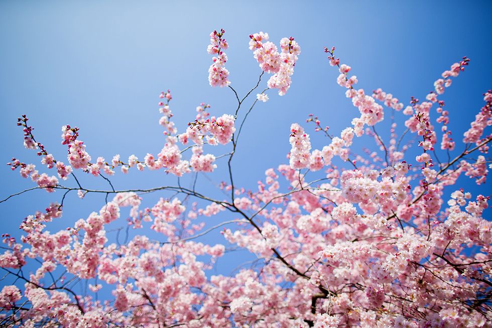 Aria di primavera, in 20 belle foto di fiori