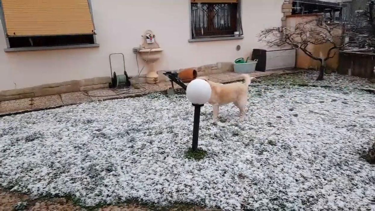 Cane gioca con la neve in Emilia Romagna | video