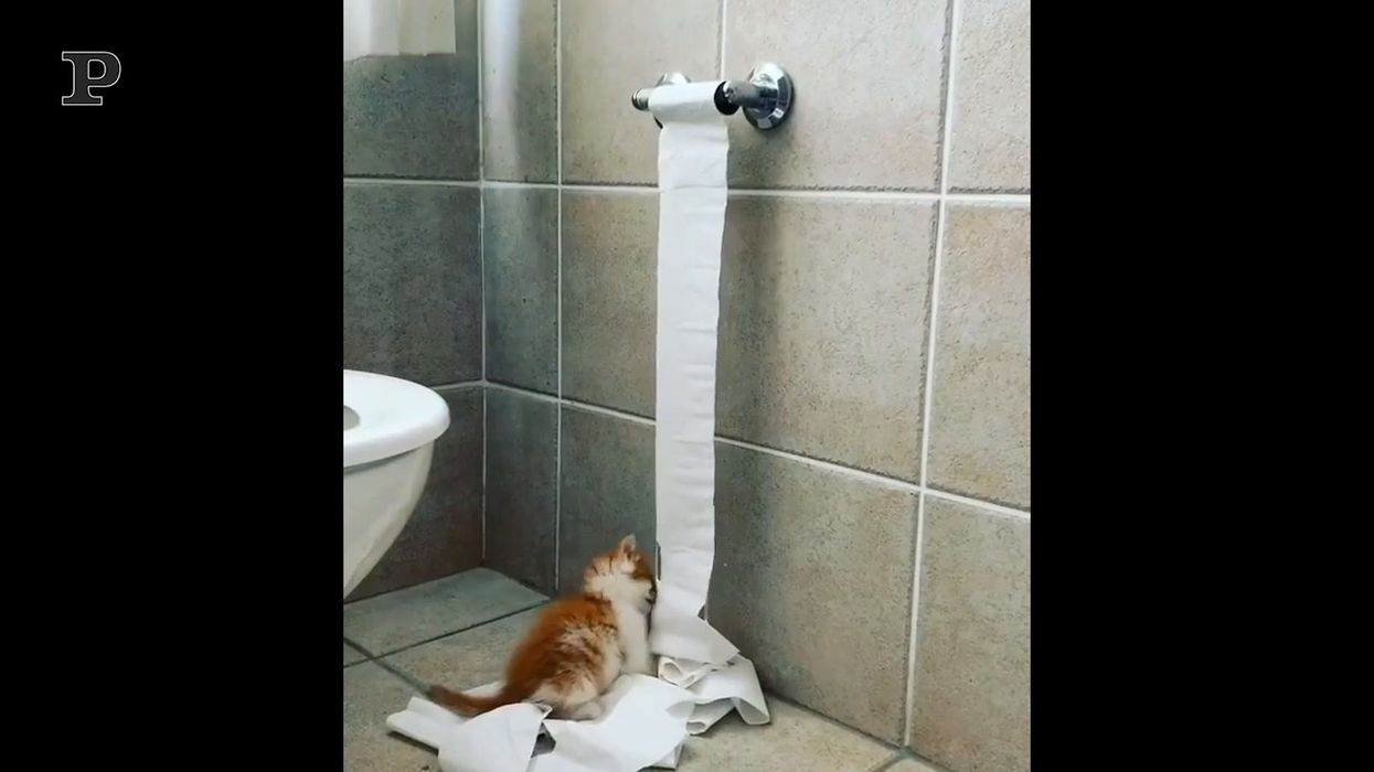 Non devi lasciare il tuo gatto solo in bagno
