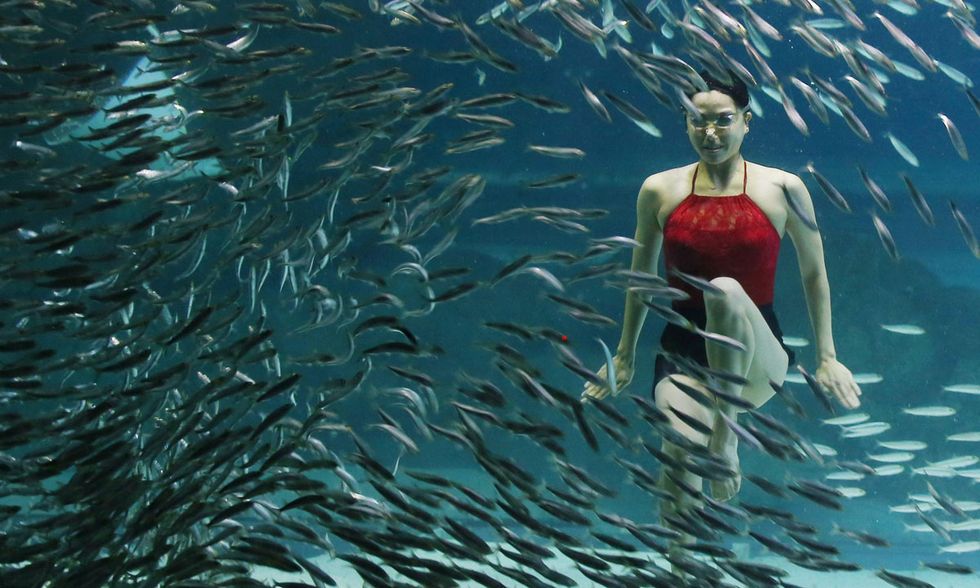 Nuoto sincronizzato tra le sardine a Seul