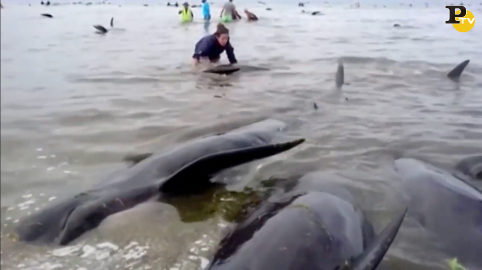 nuova zelanda balene spiaggia morte video
