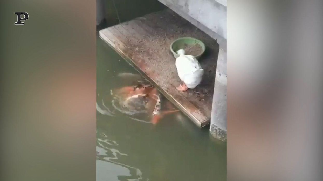 Oca altruista dà da mangiare ai pesci | video