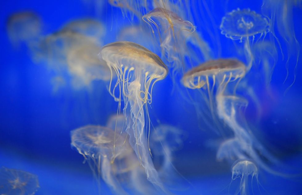 oceanopolis meduse