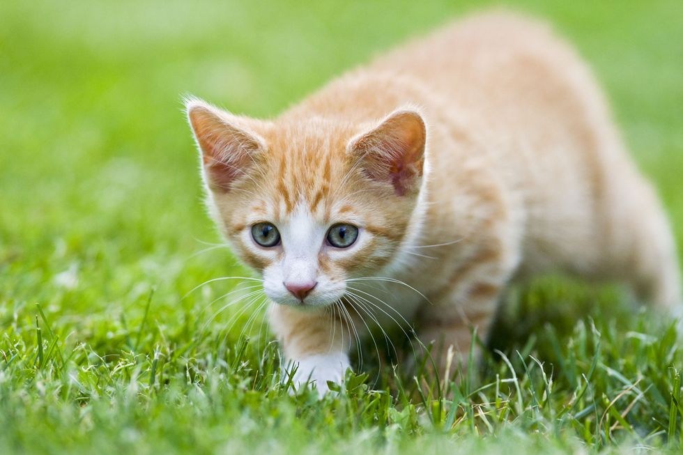 Oggi la Festa del Gatto: 10 cose da sapere