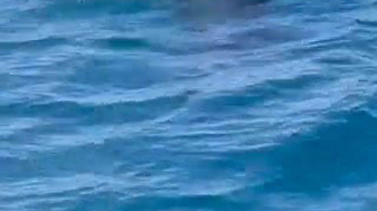 Le orche attaccano le barche della Ocean Race | video