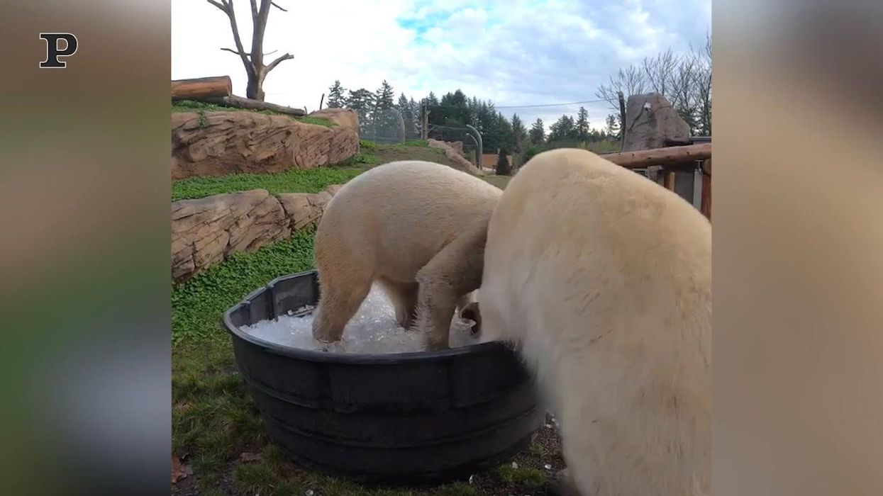 Orsi polari giocano in una vasca piena di ghiaccio | Video