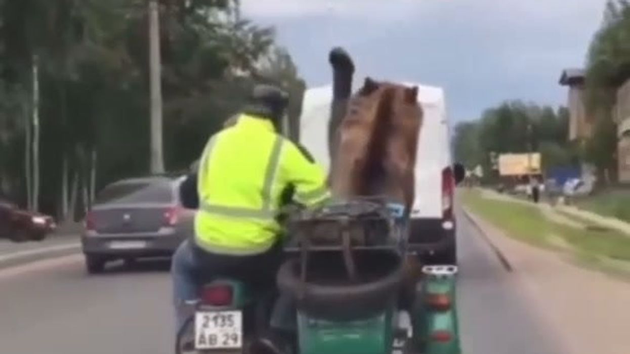 Grosso orso bruno fa un giro a bordo di una sidecar in strada | video