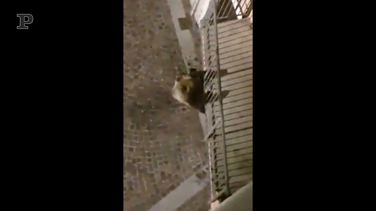 Un orso si arrampica al balcone, paura in Trentino