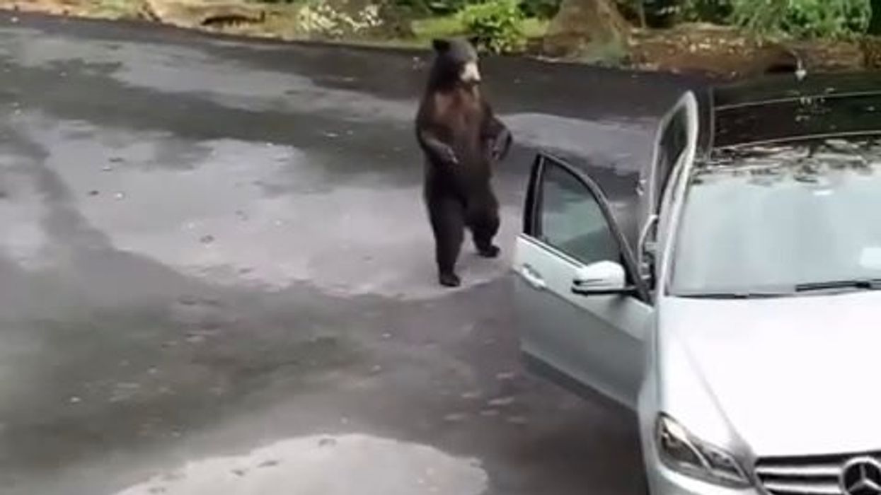 Orso tenta di entrare in una Mercedes ma i proprietari urlano forte e lo spaventano | video