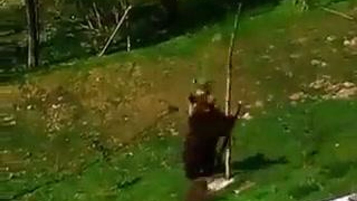 Mamma orsa cerca di far scendere il cucciolo dall'albero I video