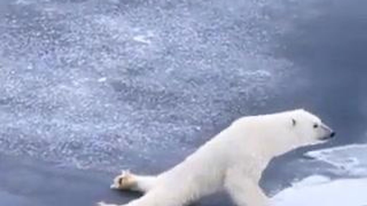 Orso supera un lago ghiacciato strisciando I video